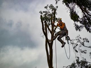 Arborist Opotiki