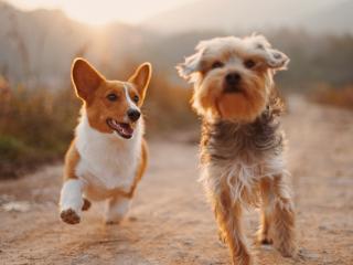 Boarding Kennels & Cattery Opotiki