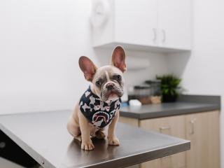 Veterinary Services & Supplies Opotiki
