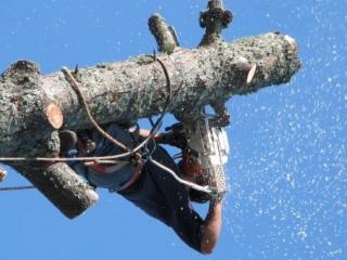 Tree Services