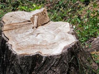 Tree Stump Grinding