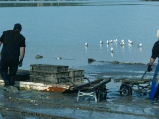 ŌHIWA OYSTER FARM