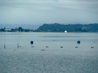 ŌHIWA OYSTER FARM