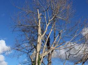 Arborist