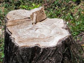 Tree Stump Grinding