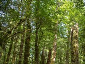 Tree Trimming & Maintenance