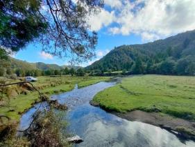 Stunning backdrop of New Zealand's native bush